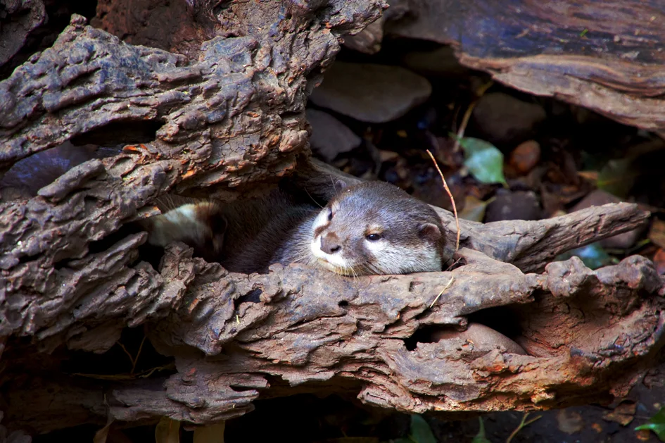 Otter Rests in His Tree-Nook