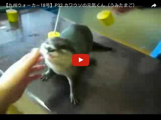 Otter Does Agility Run