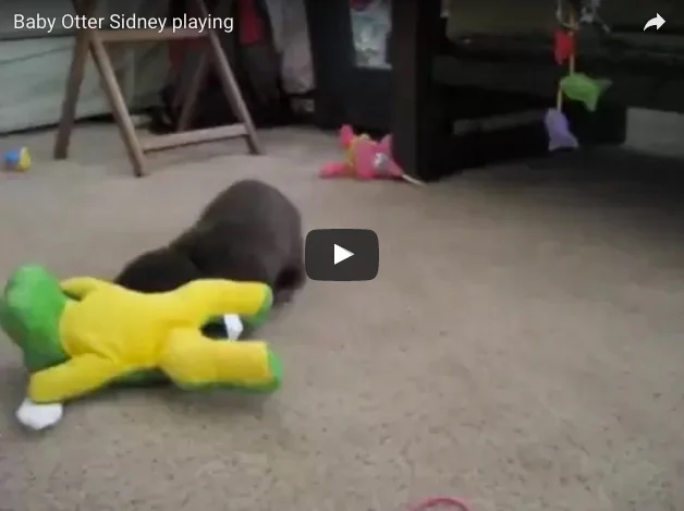 Five Minutes of Baby Otter Sidney's Cuteness