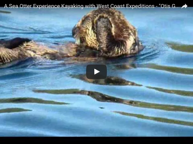 Otter Puts on Grooming Display