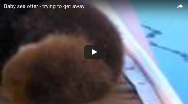 Baby Otter Tries to Wriggle out of His Mother's Grasp