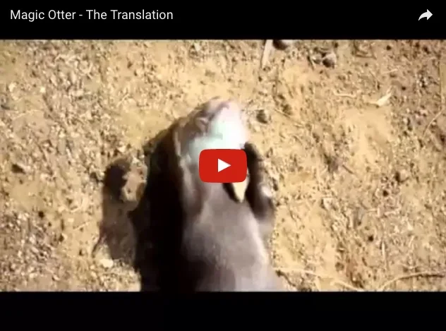 Magician Otter Juggles Rocks