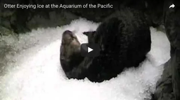 Otter Rejoices in Ice Patch