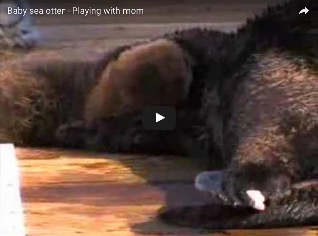 Baby Sea Otter At Play with Mother