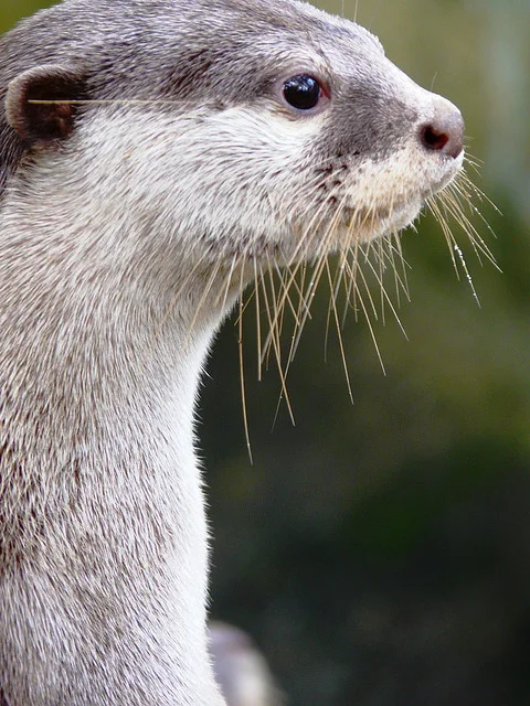 Otter Waits for Food