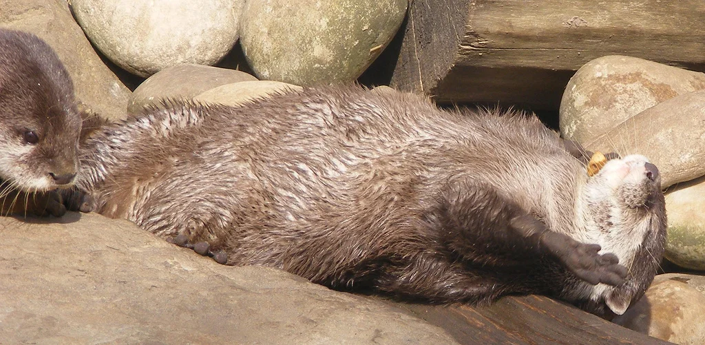 Otter Has a Pebble