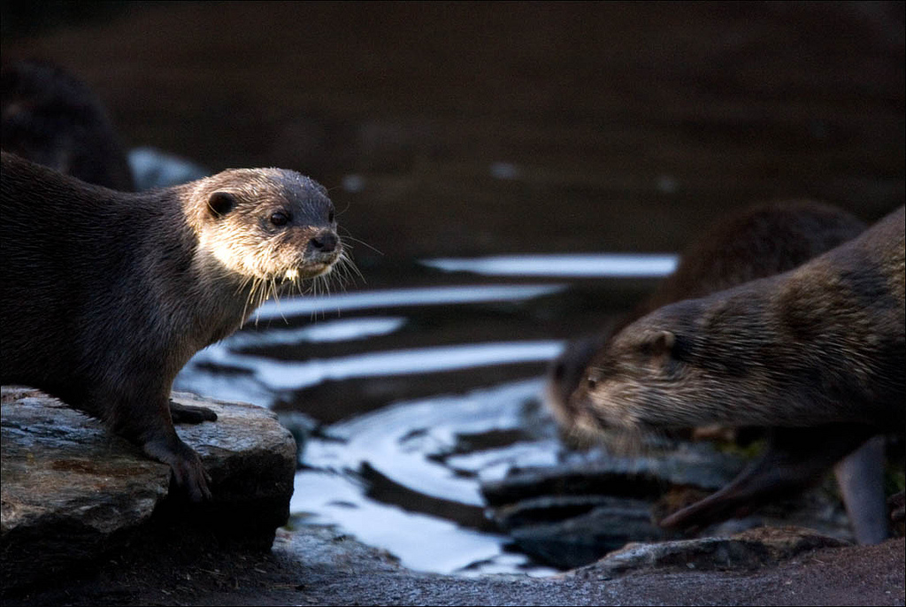 Otters at the Watering Hole