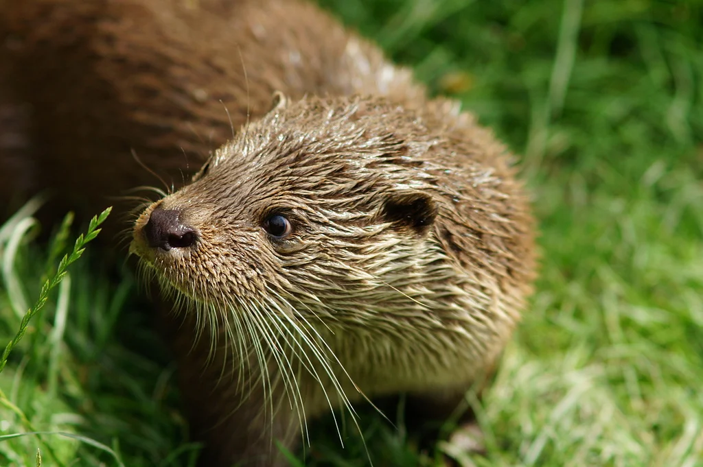 Otter Thinks It's Dinnertime Again