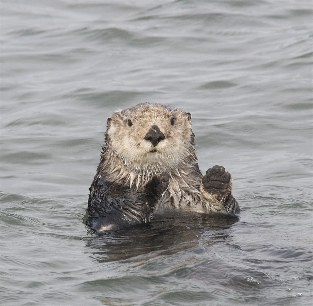 You Have This Otter's Full Attention
