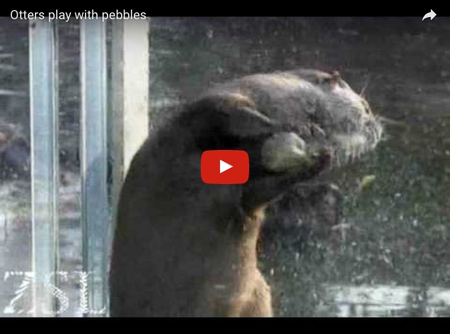 Otters Play with Pebbles.jpeg