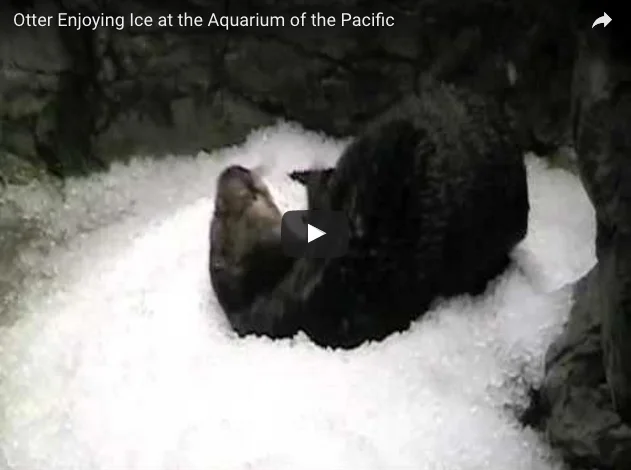        &lt;/iframe&gt;"        

 
   How otters cool off in the heat   Via  
 






















     
