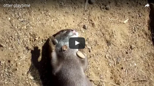 Otter Juggles Rocks!