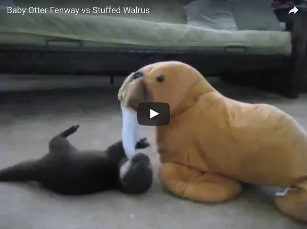         &lt;/iframe&gt;"        

 
   Baby otters Fenway and Sidney at play!   Via    (Note: This otter is not a pet and is in the care of a professional animal caretaker.)  
 






















     