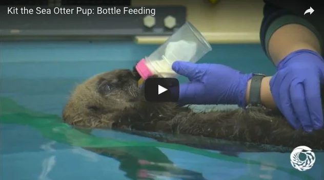 Baby otter Kit is bottle fed.jpeg