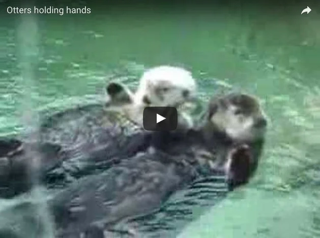         &lt;/iframe&gt;"        

 
   Otters at the Vancouver aquarium hold hands.   (By popular demand - again!)   2011 Update -  They’re at it again ! 
 






















     