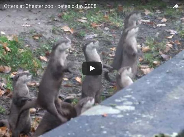 Super-excited otters get bouncy and squeaky.jpeg