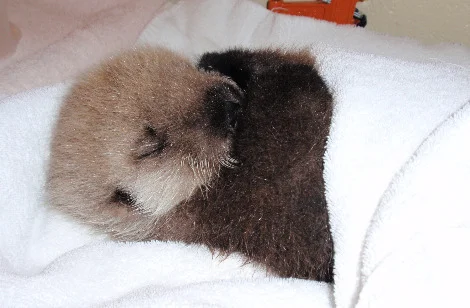 2010, 8-24.1  Daily Otter.jpg