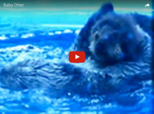         &lt;/iframe&gt;"        

 
   Baby otter’s first public swimming lesson!   Via  
 






















     