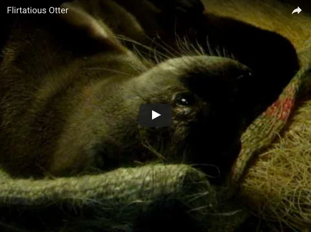         &lt;/iframe&gt;"        

 
   Flirtatious otter!   (Thanks,  rikkisixx !)  
 






















     