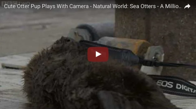 Otter pup plays with camera.jpeg