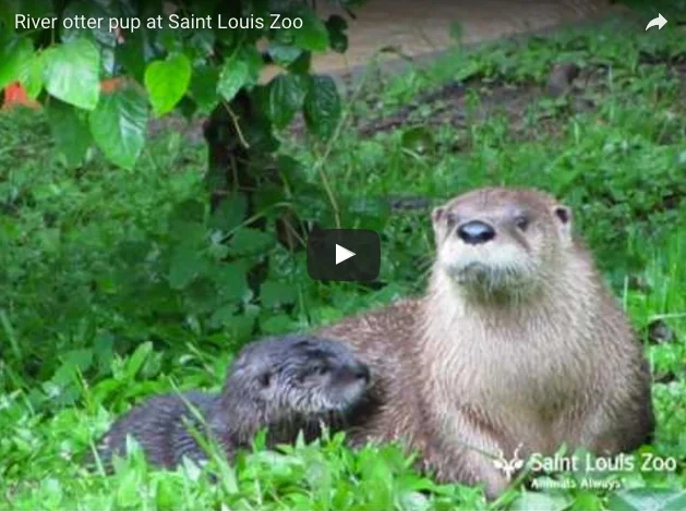 Mama and baby otters frolic in the grass.jpeg