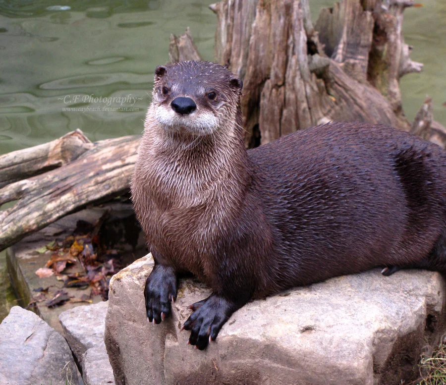 2010, 7-16  Daily Otter.jpg