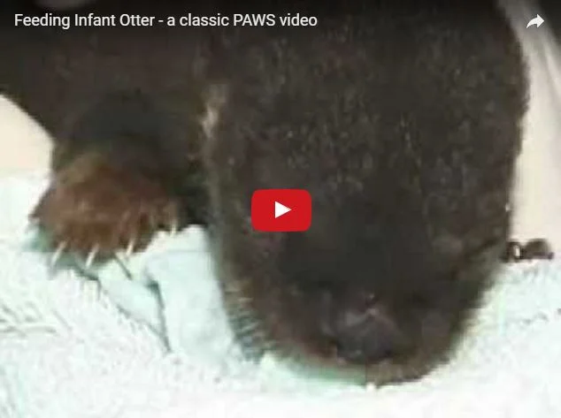         &lt;/iframe&gt;"        

 
   Baby otter is fed, burped   Via  
 






















     
