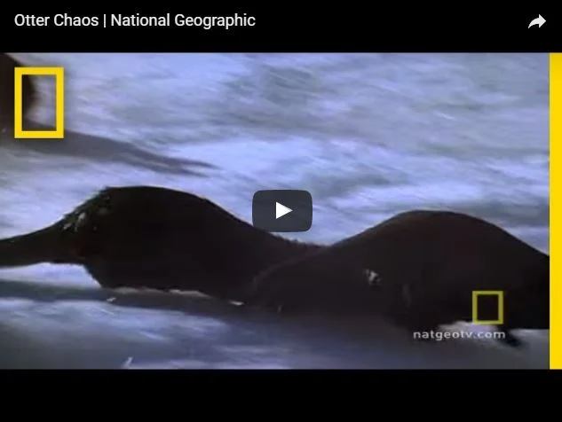         &lt;/iframe&gt;"        

 
   Otters don’t need sleds   Via  
 






















     