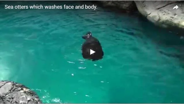 Sea otter washes face and body.JPG