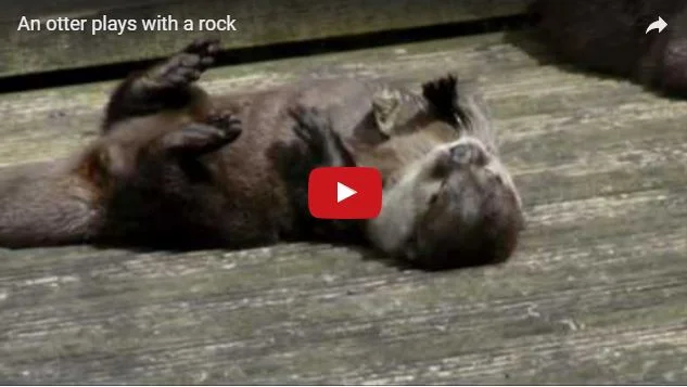         &lt;/iframe&gt;"        

 
   Juggling otter   Via  
 






















     