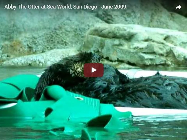         &lt;/iframe&gt;"        

 
   The two littlest otters at SeaWorld   Via  
 






















     