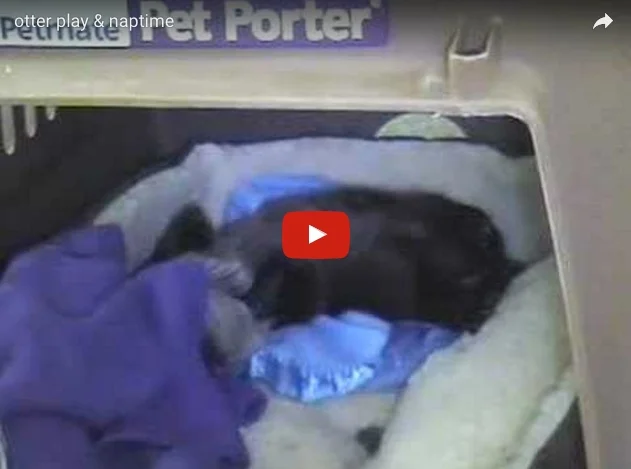 Playtime and naptime for Dusty the otter.jpeg