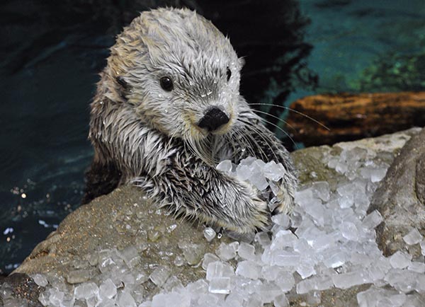 These Are MY Ice Cubes, Human — The Daily Otter