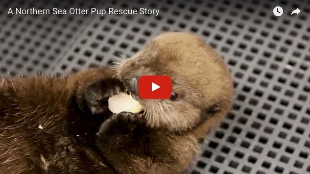 Shedd Aquarium and Alaska SeaLife Center Rescue a Stranded Sea Otter Pup!