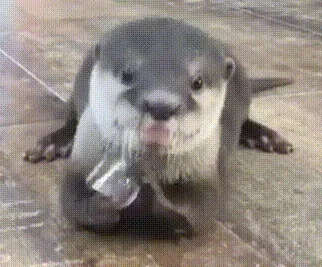 Ice Cube? What Ice Cube?