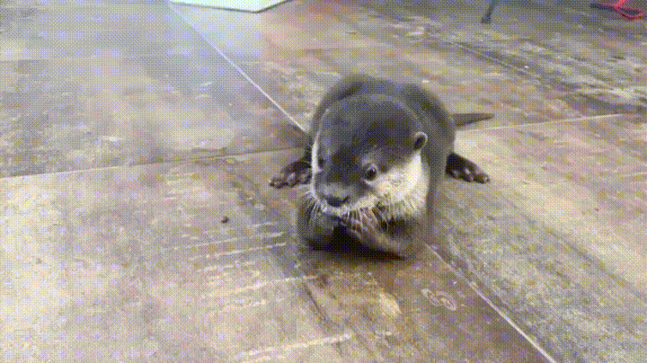 Ice Cube? What Ice Cube?