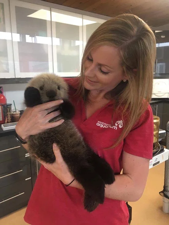 Vancouver Aquarium's Rescued Sea Otter Pup Says Hello!