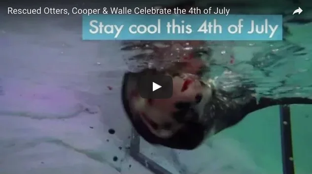 Otters Celebrate the Fourth of July with Enrichment Treats