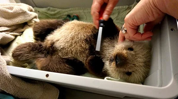 Baby Rialto Gets Some Close Attention from Human