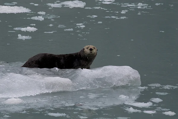 There's Plenty of Room for You on This Ice, Human!