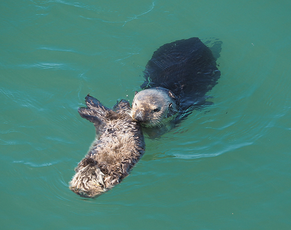 Sea Otter Pup Floats on His Own Under the Watchful Eye of His Mother ...