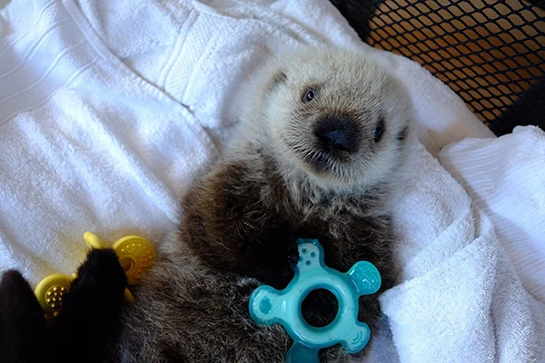Vancouver Aquarium's Sea Otter Pup Has a New Name!