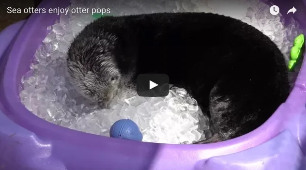 Sea Otter Digs Out Some Frosty Treats from the Ice