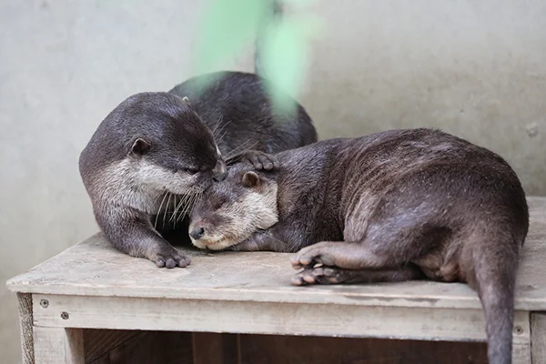 Shhh... Time to Rest Now