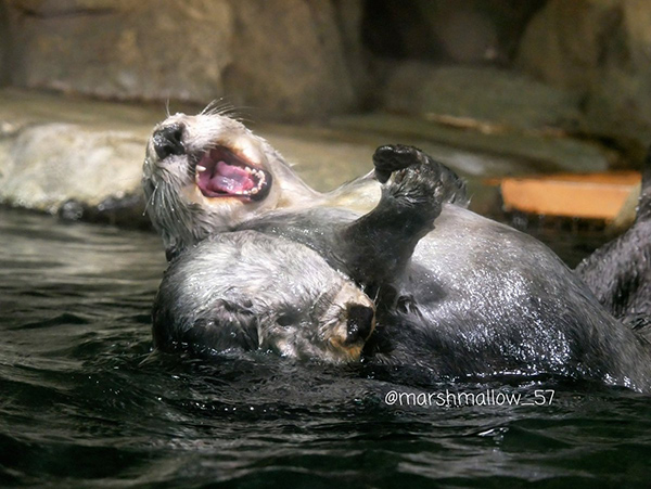 Ha Ha Ha! I'm a Pup and You're My Mother!