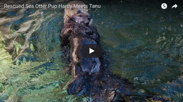 Hardy and Tanu Meet for the First Time!