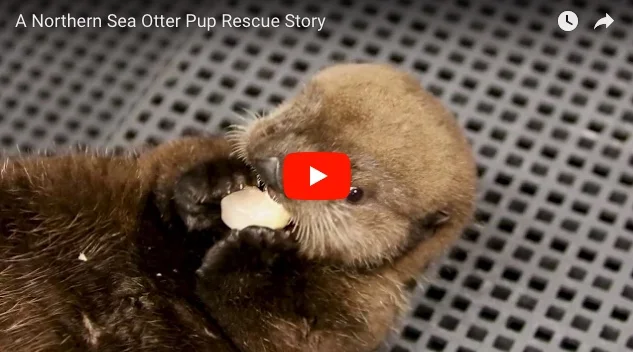 Shedd Aquarium Travels to Alaska to Help Out a Rescued Sea Otter Pup