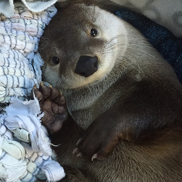 Otter, You Look So Happily Cozy!