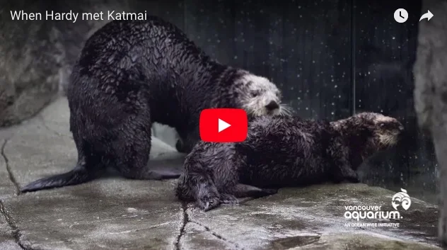 Sea Otter Hardy Makes Another New Friend