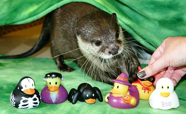 It's the Daily Otter's Halloween 2017 Mega-Post! 2